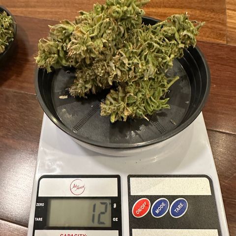Genética X-2 growlog timeline photo