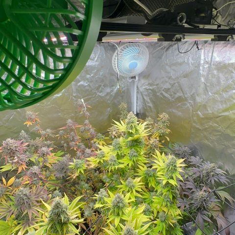 Genética X-1 growlog timeline photo
