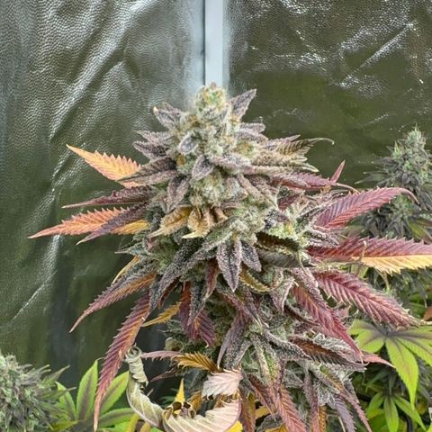 Apple Fritters growlog timeline photo