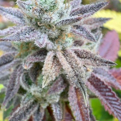 Apple Fritters growlog timeline photo