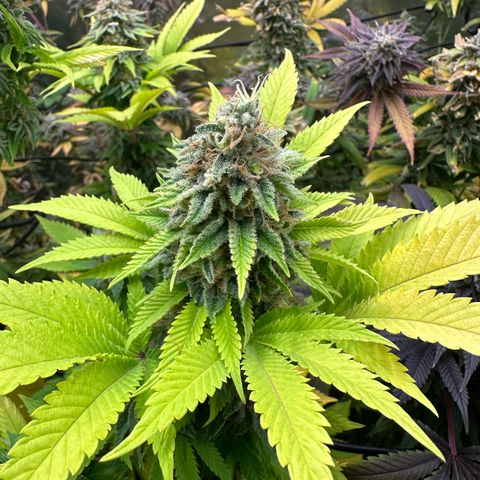 Violet Wedding Cake growlog timeline photo