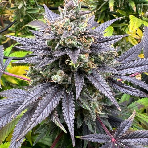 Strick Gorilla 4# growlog timeline photo