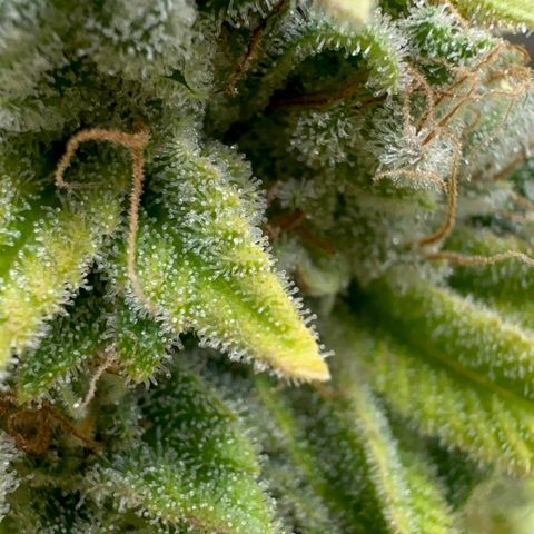 Violet Wedding Cake growlog timeline photo