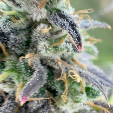 Genética X-1 growlog timeline photo