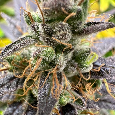 Strick Gorilla 4# growlog timeline photo