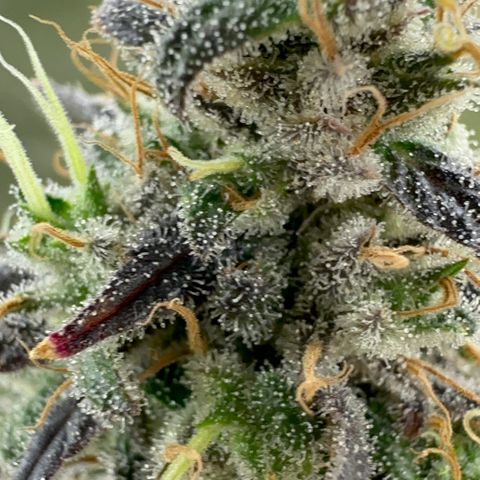 Genética X-1 growlog timeline photo