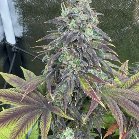 Genética X-1 growlog timeline photo