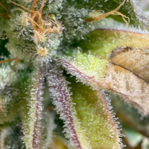 Genética X-2 growlog timeline photo