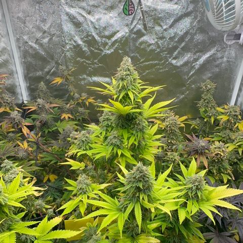 24k GOLD growlog timeline photo