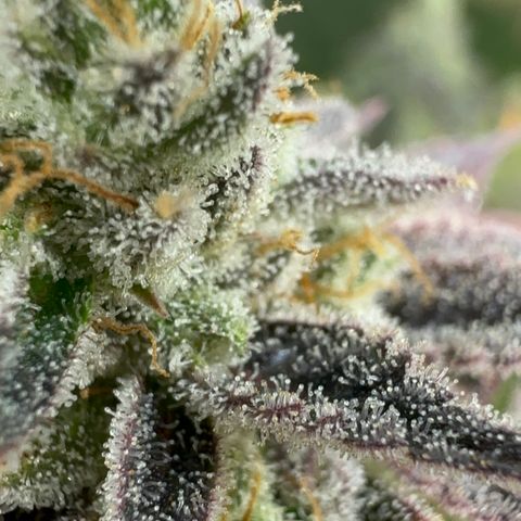 Apple Fritters growlog timeline photo