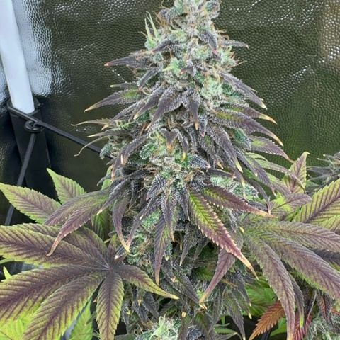 Genética X-1 growlog timeline photo