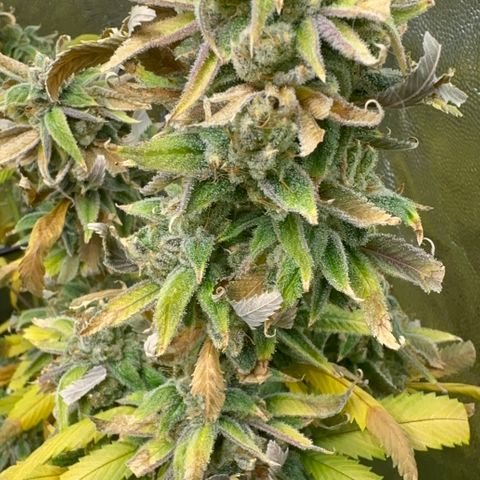 Genética X-2 growlog timeline photo