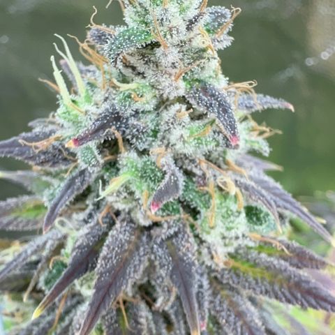Genética X-1 growlog timeline photo