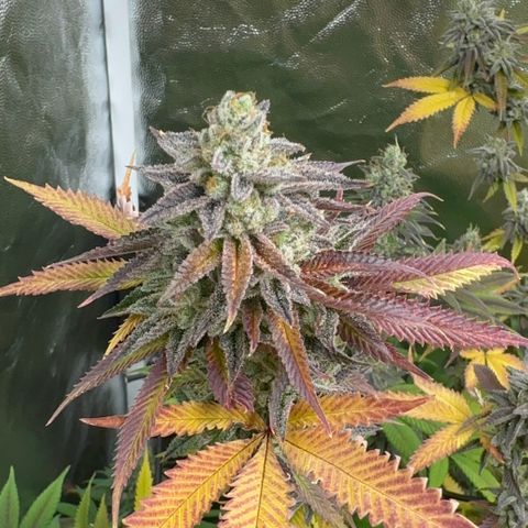 Apple Fritters growlog timeline photo