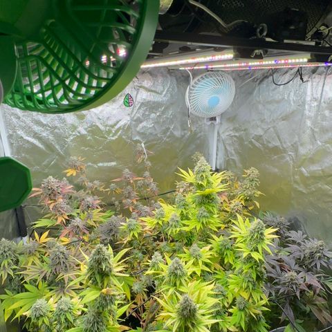 Genética X-2 growlog timeline photo