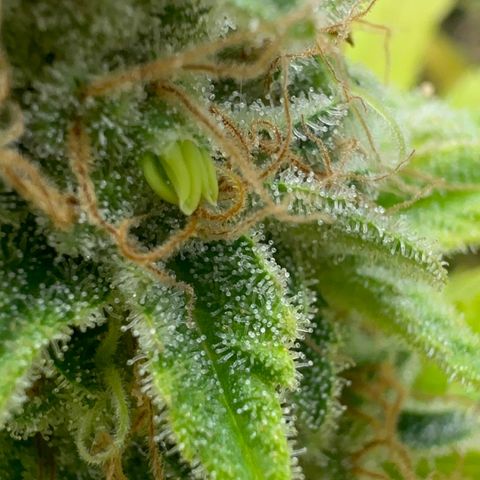 Violet Wedding Cake growlog timeline photo