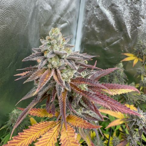 Apple Fritters growlog timeline photo