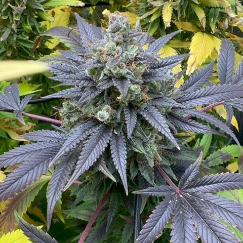 Strick Gorilla 4# growlog timeline photo