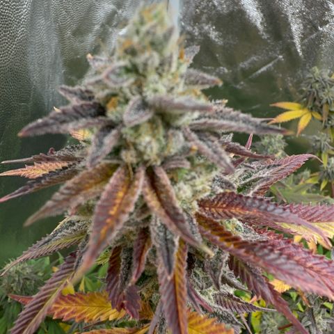 Apple Fritters growlog timeline photo