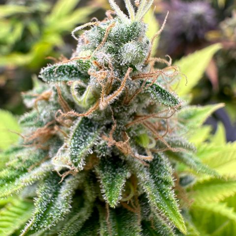 Violet Wedding Cake growlog timeline photo