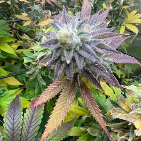 Apple Fritters growlog timeline photo