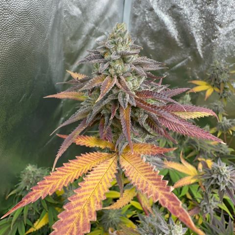 Apple Fritters growlog timeline photo