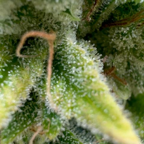 24k GOLD growlog timeline photo