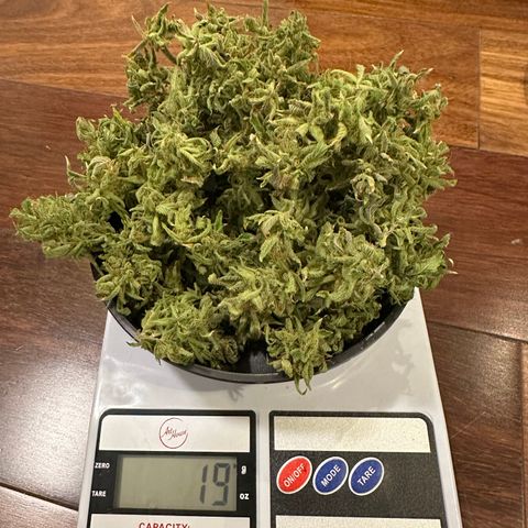 Genética X-2 growlog timeline photo