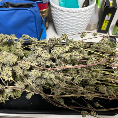 Genética X-2 growlog timeline photo
