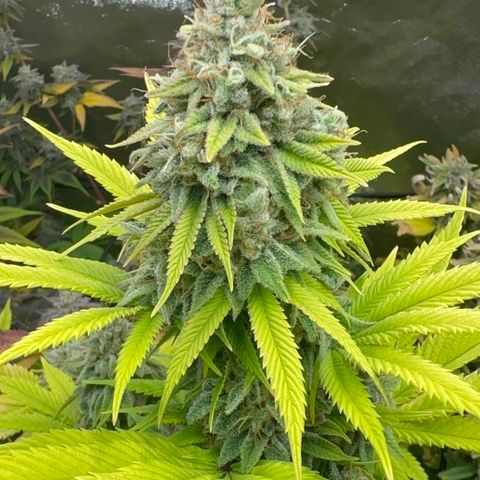 24k GOLD growlog timeline photo