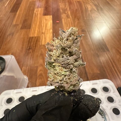 Apple Fritters growlog timeline photo
