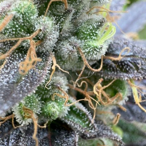 Strick Gorilla 4# growlog timeline photo