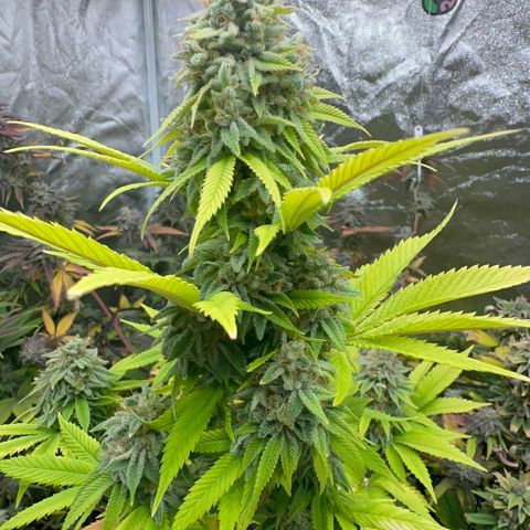 24k GOLD growlog timeline photo