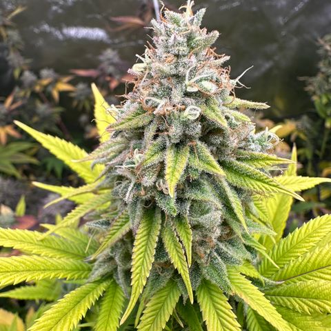 24k GOLD growlog timeline photo