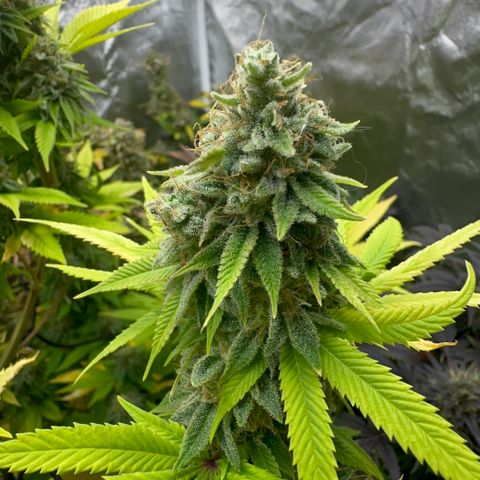24k GOLD growlog timeline photo