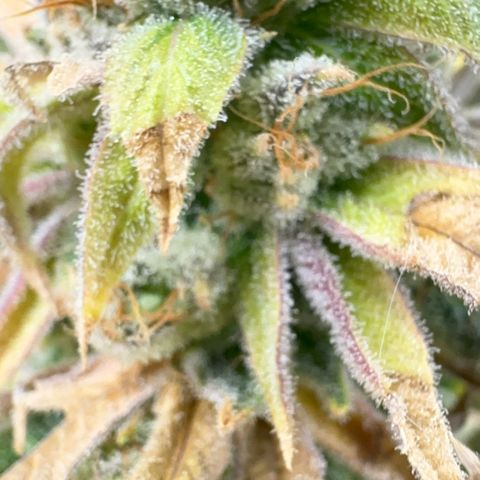 Genética X-2 growlog timeline photo