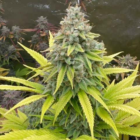 24k GOLD growlog timeline photo