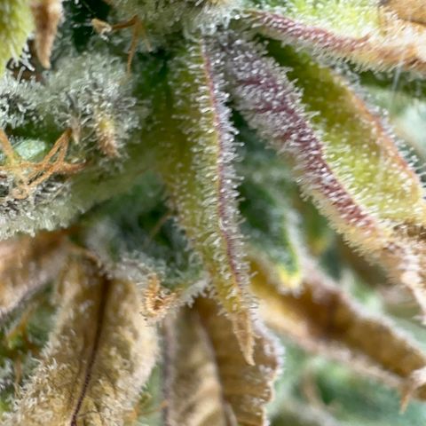 Genética X-2 growlog timeline photo