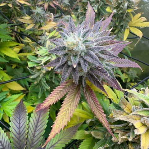 Apple Fritters growlog timeline photo