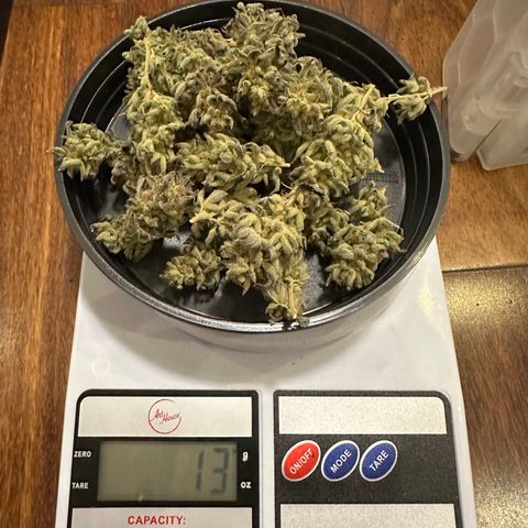 Apple Fritters growlog timeline photo