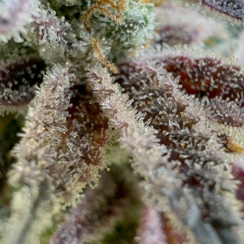 Apple Fritters growlog timeline photo