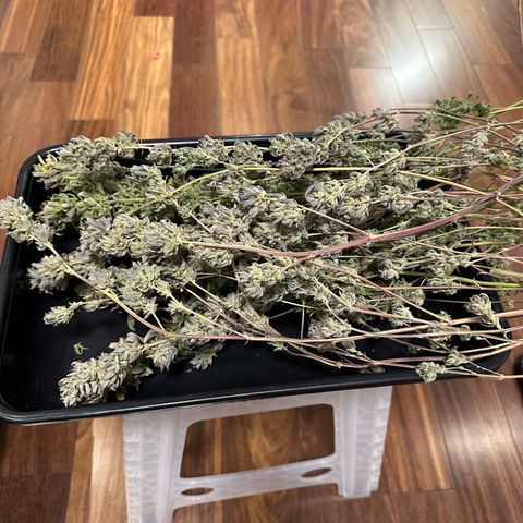 Genética X-2 growlog timeline photo