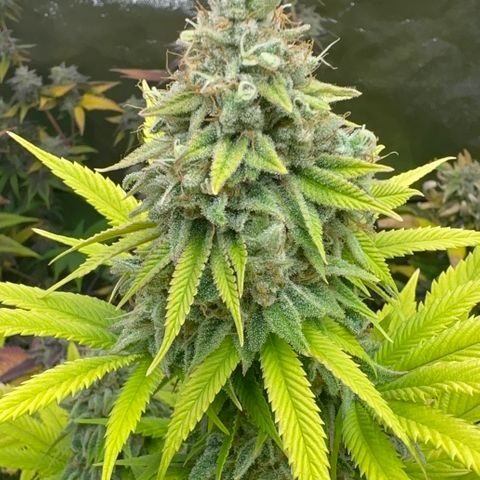 24k GOLD growlog timeline photo