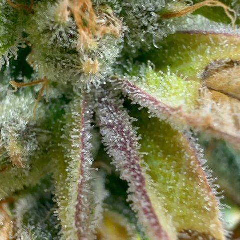 Genética X-2 growlog timeline photo