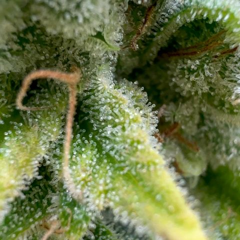 24k GOLD growlog timeline photo