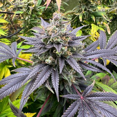 Strick Gorilla 4# growlog timeline photo