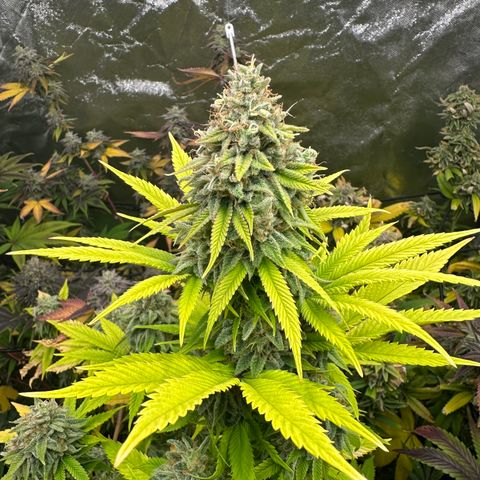 24k GOLD growlog timeline photo