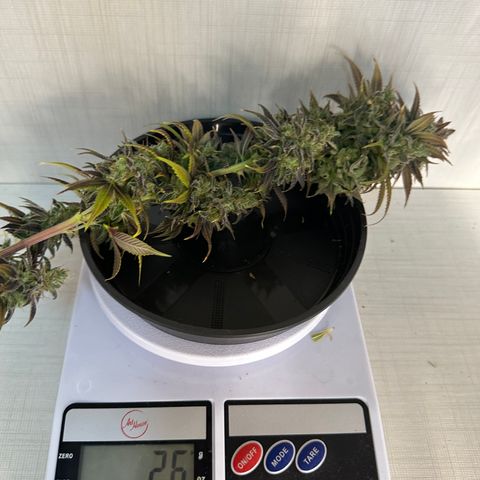 Genética X-1 growlog timeline photo