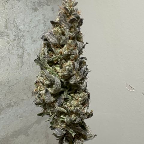 Strick Gorilla 4# growlog timeline photo