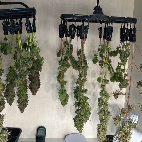 Genética X-1 growlog timeline photo